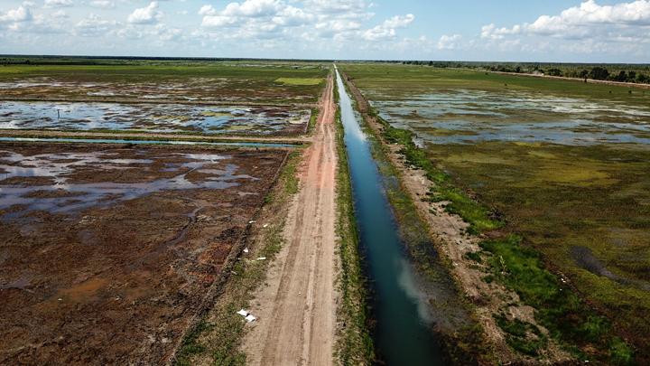 Studi Pantau Gambut Soal Food Estate Kalimantan: Sebagian jadi Semak Belukar, Bahkan Kebun Sawit