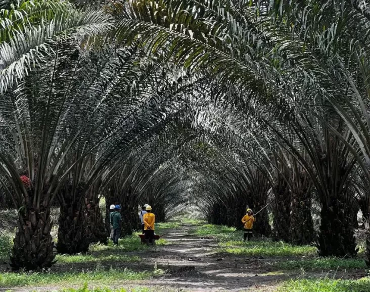 Ciptakan Klon Unggul Sawit, BRIN dan juga Astra Agro Kembangkan Kultur Jaringan