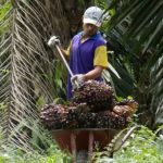 Kepercayaan Hasilkan SawitBerkelanjutan, Petani SPKS Kantongi Sertifikat RSPO