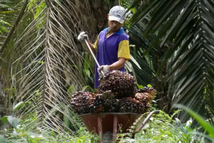 Kepercayaan Hasilkan SawitBerkelanjutan, Petani SPKS Kantongi Sertifikat RSPO