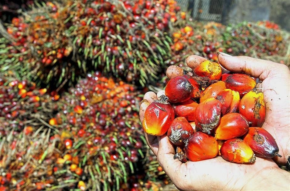 palm-oil CPO